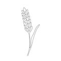 Wheat grain ear, nature bread, one single continuous art line drawing. Linear sketch of wheat, rice, corn, oat ear and