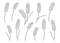 Wheat grain ear, nature set, continuous art line drawing. Linear sketch of wheat, barley, rice, corn, oat ear and grain