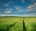 Wheat grain farm green field of cereal plants on background blue sky Royalty Free Stock Photo