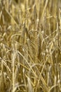 Wheat, grain, field,