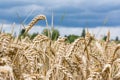 Wheat Grain Field Beige Landscape Nature Outdoors Farm Country Royalty Free Stock Photo