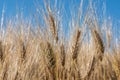 Wheat grain in field Royalty Free Stock Photo