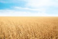 Wheat grain field on sunny day Royalty Free Stock Photo