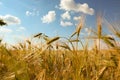 Wheat grain field on day, closeup. Agriculture industry Royalty Free Stock Photo