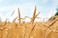 Wheat grain field on sunny day Royalty Free Stock Photo