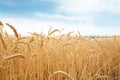 Wheat grain field on sunny day Royalty Free Stock Photo