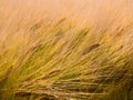 Wheat grain field in the wind Royalty Free Stock Photo