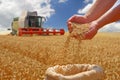 Wheat grain in a hand after good harvest of successful farmer Royalty Free Stock Photo