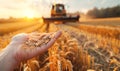 Wheat grain in a hand after good harvest of successful farmer in a background agricultural machinery combine harvester working on Royalty Free Stock Photo