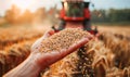 Wheat grain in a hand after good harvest of successful farmer in a background agricultural machinery combine harvester working on Royalty Free Stock Photo