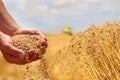 Wheat grain in a hand after good harvest of successful farmer and wheat ears Royalty Free Stock Photo