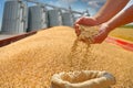 Wheat grain in a hand after good harvest of successful farmer Royalty Free Stock Photo