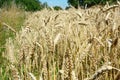 Wheat grain harvest on wheat field farmland background
