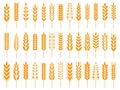 Wheat grain icons. Wheats bread logo, farm grains and rye stalk symbol isolated vector icon Royalty Free Stock Photo