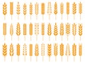 Wheat grain icons. Wheats bread logo, farm grains and rye stalk symbol isolated vector icon Royalty Free Stock Photo