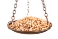 Wheat grain in old balance scale Royalty Free Stock Photo