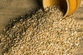 Wheat grain on sacking prepared by a farmer before sowing. Harvesting a good harvest Royalty Free Stock Photo
