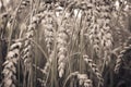 Wheat grain Royalty Free Stock Photo