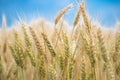 Wheat grain is used for wheat bread, beer some whiskeys some vodkas and animal fodder