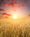 Wheat grain yellow field of cereals on background of dawn sky light and colorful clouds