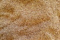 Wheat grains as agricultural background. Grains of wheat in closeup view perfect agriculture texture image. Wheat grains texture Royalty Free Stock Photo