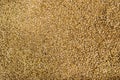 Wheat grains background Royalty Free Stock Photo
