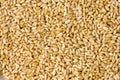 Wheat grains background pattern
