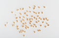 Wheat Grains, Barley Pile, Dry Cereal Seeds, Wheat Grains Heap on White Royalty Free Stock Photo