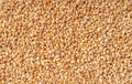 Wheat Grains, Barley Pile, Dry Cereal Seeds, Wheat Grains Heap on White Royalty Free Stock Photo