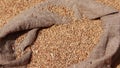 Wheat grains in bindle bag sack. grains of cereal plant. Harvest time activity landscape. Rural agriculture. Healthy