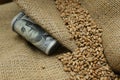 Wheat grains on a coarse jute sack. Folded hundred-dollar bills. Royalty Free Stock Photo