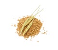 Wheat Grains with Ears