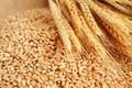 Wheat and grains ears agricultural, organic farm concept