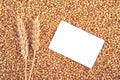 Wheat grains and ears as agricultural background