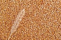 Wheat grains and ears as agricultural background