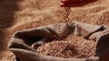 wheat grains are falling on pile in bindle bag after agricultural activity. Harvest time. Grain elevator, agrarian