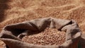 wheat grains are falling on pile in bindle bag after agricultural activity. Harvest time. Grain elevator, agrarian