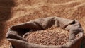 wheat grains are falling on pile in bindle bag after agricultural activity. Harvest time. Grain elevator, agrarian