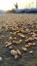 Wheat grains on the ground fall down Royalty Free Stock Photo