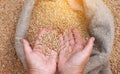 Wheat grains in a hand after good harvest of successful farmer. Hands of farmer puring and sifting wheat grains in a Royalty Free Stock Photo