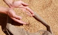 Wheat grains in a hand after good harvest of successful farmer. Hands of farmer puring and sifting wheat grains in a Royalty Free Stock Photo