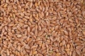 Wheat grains Royalty Free Stock Photo