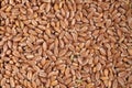 Wheat grains