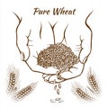 wheat grains human palms sketch vector EPS 10