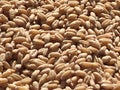 Wheat grains indian crop