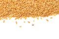 wheat grains isolated on white background. top view Royalty Free Stock Photo