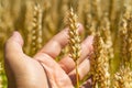 Wheat grains in male palm on wheat field background. Harvest, agriculture, agronomics, food, production, organic concept