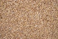 wheat grains seeds pattern Texture can be used as a Background Royalty Free Stock Photo