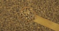 Wheat grains in a spoon. Refocusing from a spoonful of grain to a pile of grain. Rotation.