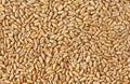 Wheat grains texture. Wheat grains as agricultural background Royalty Free Stock Photo